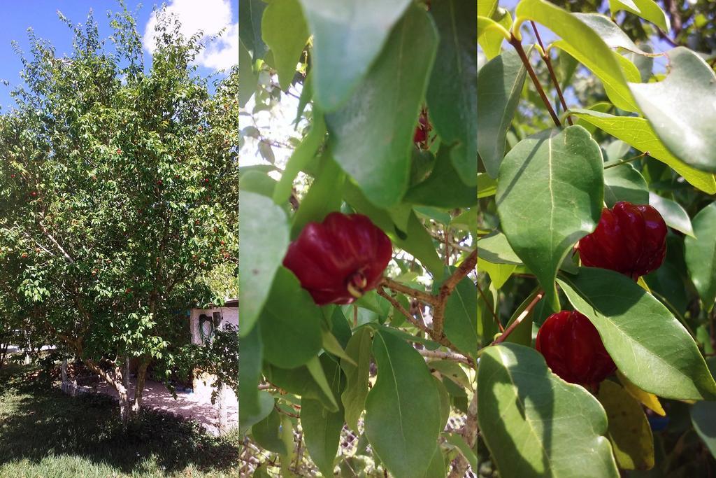 Pouso Jambo Rosa Ξενοδοχείο Valenca  Εξωτερικό φωτογραφία